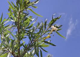 Image result for Dolichandrone alba