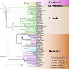 Euarchontoglires (synonymous with supraprimates) is a clade and a superorder of mammals, the living members of which belong to one of the five following groups: Frontiers Convergent Evolution Of Locomotory Modes In Euarchontoglires Ecology And Evolution
