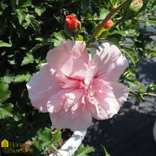 Image result for Hibiscus syriacus ´Pink Chiffon