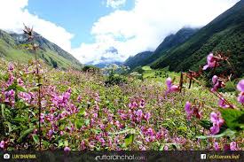 Valley of flowers trek is generally the fist trek in everyone's trek books. Valley Of Flowers Deluxe Package Ex Joshimath Uttarakhand Tour Packages