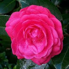 Redgrove Rose Flowers Plants