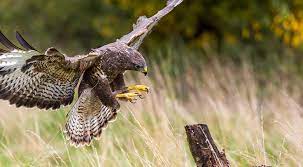 Kijk door voorbeelden van buizerd vertaling in zinnen, luister naar de uitspraak en neem kennis met grammatica. Buizerd Roofvogels In Nederland Wildlife Spotten
