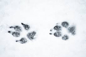 Rätsel tierspuren im schnee / deine spuren im schnee: Tierspuren Im Schnee Wer Stapft Hier Durch Den Winter