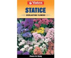 Yates Statice Flower Seeds Everlasting Flowers Flowers
