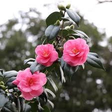 Have You Spotted The Splashes Of Pink Along Camellia Walk These Showy Camellias Are Beautifully Scented Brightening Up A G Kew Gardens Kew Garden Inspiration