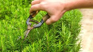 Image result for rosemary pruning