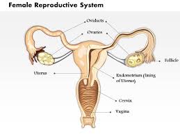 Download as ppt, pdf, txt or read online from scribd. 0514 Female Reproductive System Medical Images For Powerpoint Graphics Presentation Background For Powerpoint Ppt Designs Slide Designs