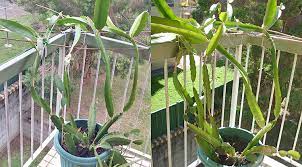 Fresh from the grower delivered to your door. Balcony Plants Dragon Fruit 3 How To