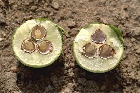 Image result for Shirakiopsis