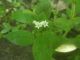 Image result for Richardia scabra