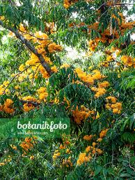 Image result for Saraca