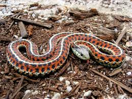 Garter Snake Wikipedia