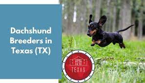 If you're looking to add a new dachshund puppy friends to your pet family, look no further. 18 Dachshund Breeders In Texas Tx Dachshund Puppies For Sale Animalfate
