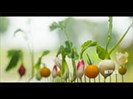 Fwx Exclusive Dan Barber On Chef S Table Chefs Table Dan Barber Chef