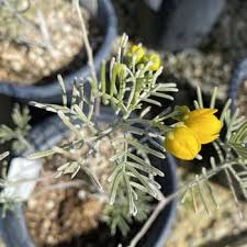 Image result for Cassia thyrsoidea
