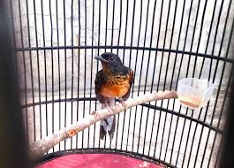 We did not find results for: Cara Merawat Murai Batu Trotol Dengan Baik Fokus Jabar