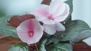 Image result for Impatiens keilii