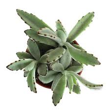 Panda Plant Kalanchoe Tomentosa Succulents Plants Planting Succulents