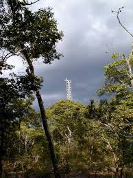 Image result for Paropsia brazzeana