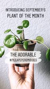 From wikimedia commons, the free media repository. Plant Of The Month Archive Pilea Peperomioides Infinite Succulent