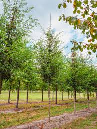 Image result for Zanthoxylum lindense