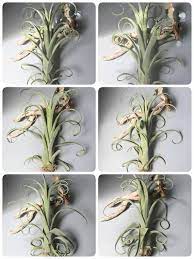 Xl 14 Tillandsia Curly Slim Hybrid Intermedia X Etsy Tillandsia Tillandsia Air Plant Bloom
