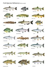 Fish Consumption Survey 3 Nibiish Naagdowen