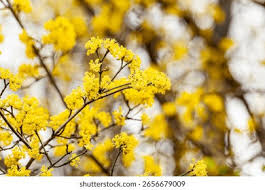 Image result for Acacia dealbata