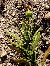 Image result for Senecio luembensis