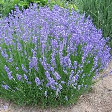 Perhaps as an accent, or maybe in a full bloom, lavender flowers make a wonderful expression of love to their recipient. Buy Phenomenal Lavender For Sale Online Garden Goods Direct