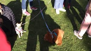 Días atrás, varios quedaron sorprendidos al saber que cristina hurtado había sido mordida por su perro. Sabado De Los Animales Amigos De Perro Revista Corrientes