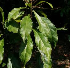 Image result for Alchornea laxiflora