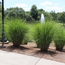 Image result for Miscanthus