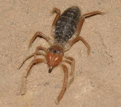 Despite the name, camel spiders are not spiders (and they're obviously not camels!). Sun Spider What S That Bug