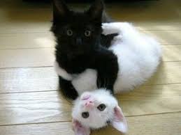Black And White Kitty Pictures Who Said That Black And White Isn T Cool Cat Hug Cute Animals Kittens Cutest