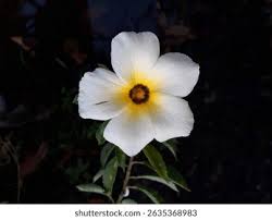 Image result for Turneraceae