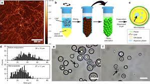 Oct 03, 2016 · the cell wall is one major determinant of plant cell morphology, and is an attractive bioresource. Primary Cell Wall Inspired Micro Containers As A Step Towards A Synthetic Plant Cell Nature Communications X Mol