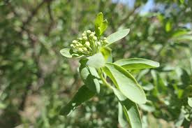 Image result for Montinia