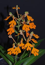 Image result for Habenaria arianae