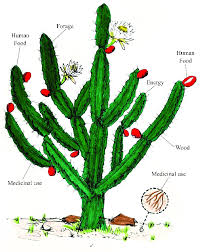 Image result for Cereus jamacaru