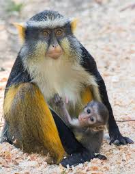 More than 140 kinds of native, exotic & endangered animals. How The Sacramento Zoo Is Working To Keep Animals Free Of Covid 19 Capradio Org
