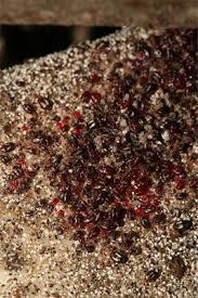 Describe the consequences of relying heavily on pesticides. Frontiers Possibilities For Ipm Strategies In European Laying Hen Farms For Improved Control Of The Poultry Red Mite Dermanyssus Gallinae Details And State Of Affairs Veterinary Science