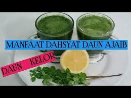 Manfaat Dahsyat Daun Kelor Youtube Kelor Daun