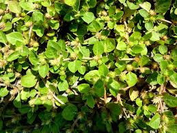 Image result for Alternanthera pungens