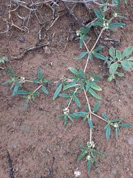 Image result for Gisekiaceae