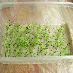 посадка цветов на рассаду в марте по лунному календарю Rassada Gvozdiki Ogorodnichestvo Ovoshnye Gryadki Zatenennyj Sad