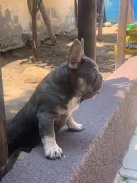 French bulldog club of nsw (frequently asked questions). Crosstimber Frenschies Crosstimber Frenchies Build Relationsships And Relationships Build Crosstimber Frenchies