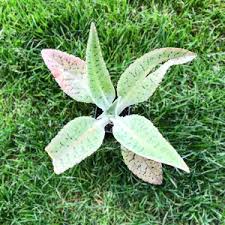 Image result for Kalanchoe gastonis-bonnieri