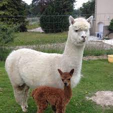 Elevage Alpaga Et Vache Higland Cattle Pagina Inicial Facebook