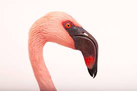 Image result for lesser flamingo